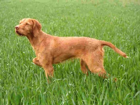 Wirehaired Vizsla