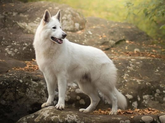 White Swiss Shepherd