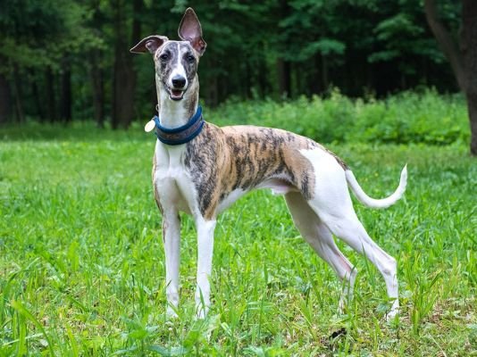 Whippet