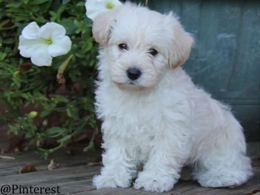 Westiepoo