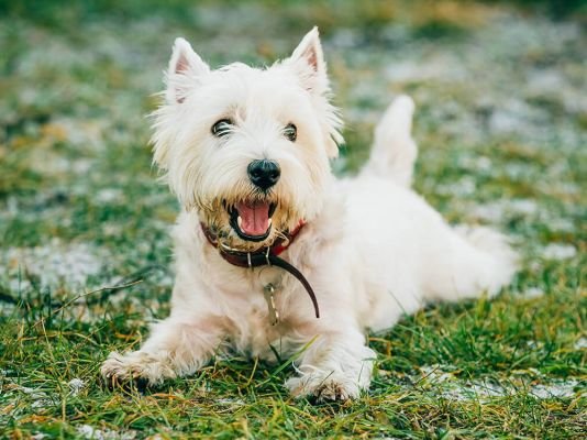 West Highland Terrier