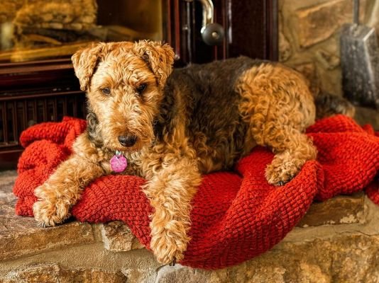 Welsh Terrier