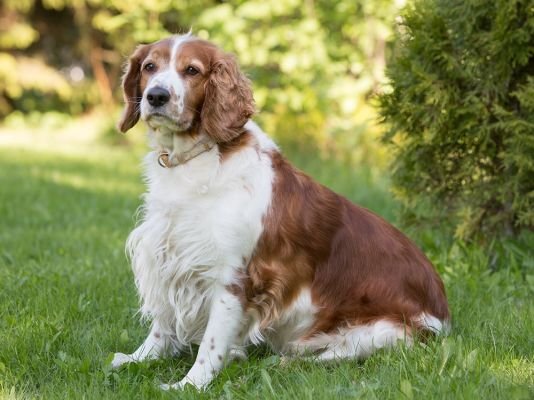 Welsh Springer Spaniel