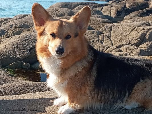 Welsh Corgi