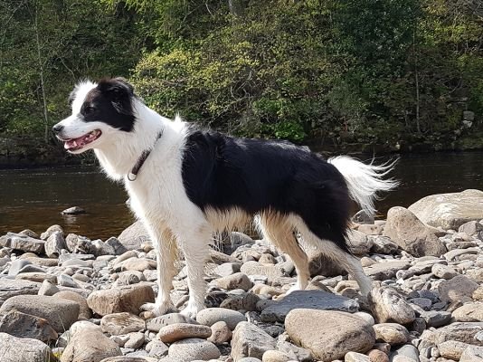 Welsh Collie