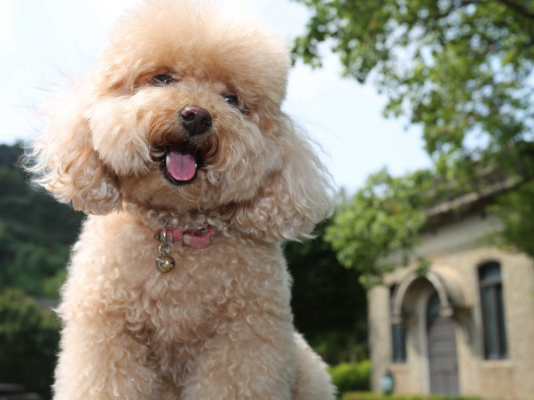 Toy Poodle