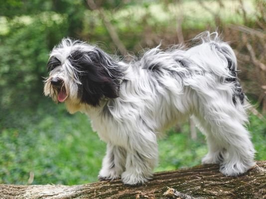 Tibetan Terrier