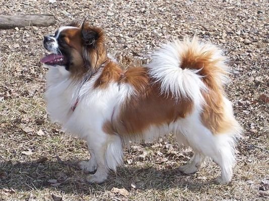 Tibetan Spaniel