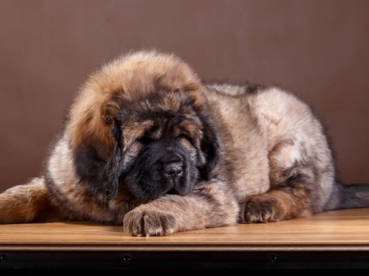 Tibetan Mastiff