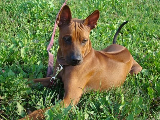 Thai Ridgeback