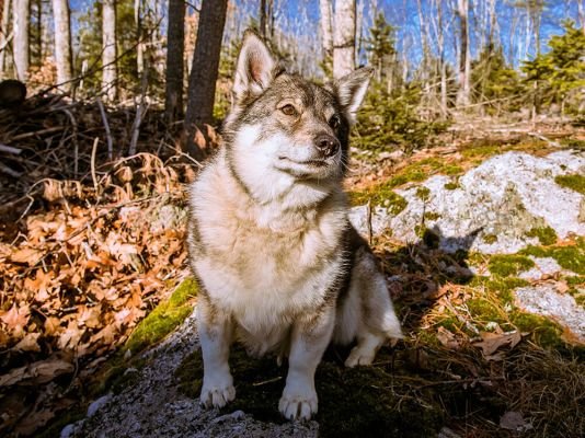 Swedish Vallhund