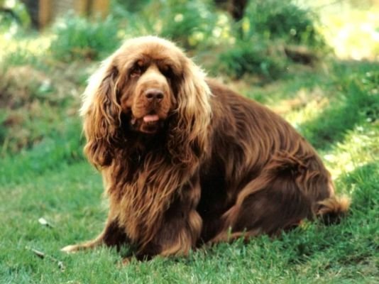 Sussex Spaniel