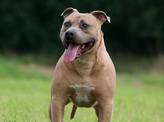 Staffordshire Bull Terrier