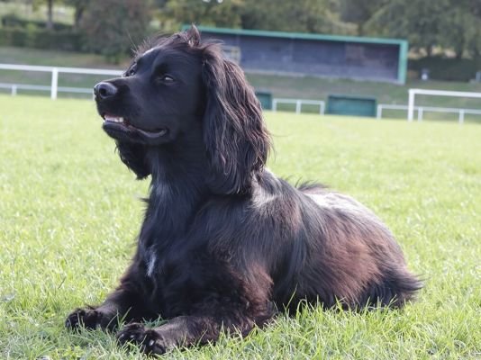 Sprocker