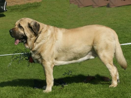 Spanish Mastiff