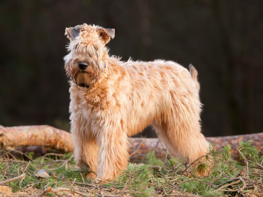 Soft Coated Wheaten Terrier