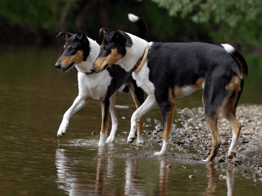 Smooth Collie