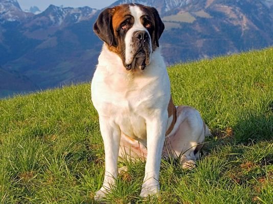 Saint Bernard