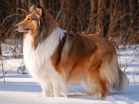Rough Collie
