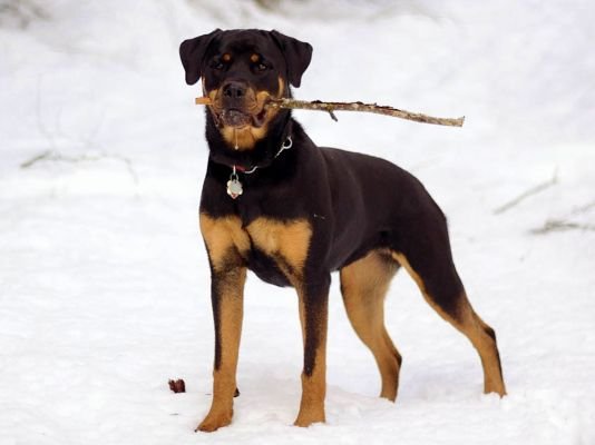 Rottweiler