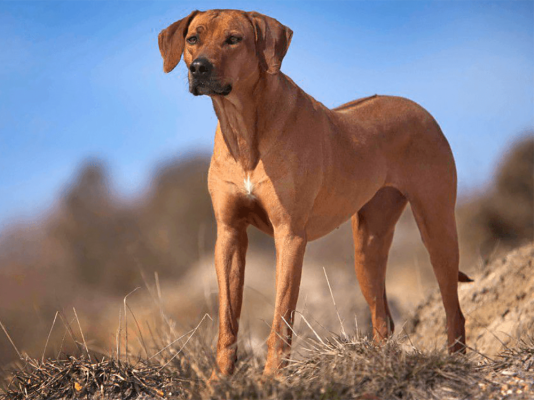 Rhodesian Ridgeback