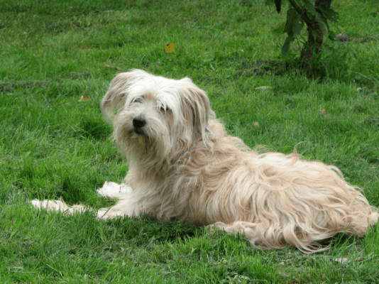 Pyrenean Sheepdog