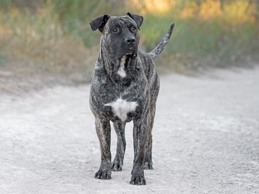 Presa Canario