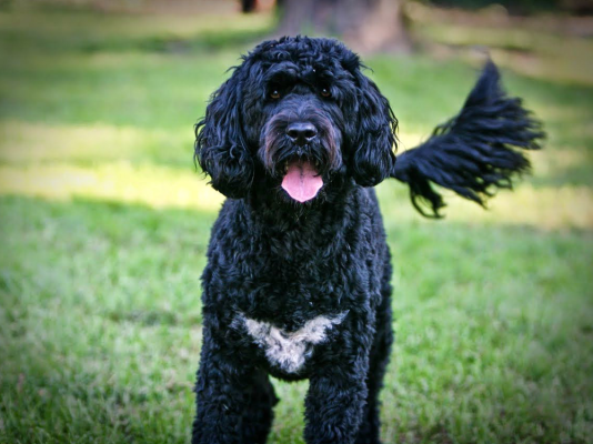 Portuguese Water Dog
