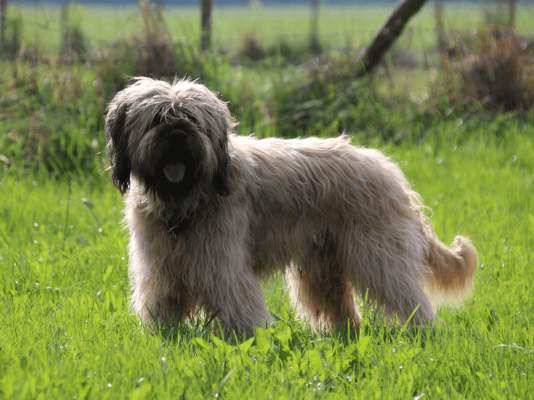 Portuguese Sheepdog