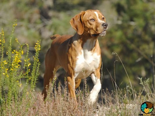 Portuguese Pointer