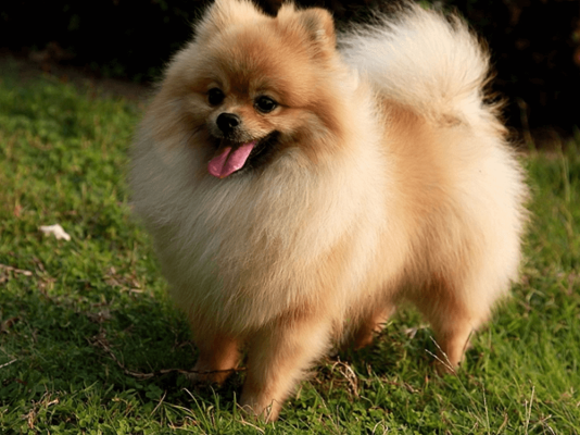 Pomeranian