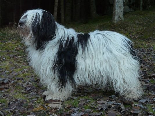 Polish Lowland Sheepdog