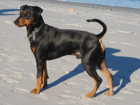 Pinscher