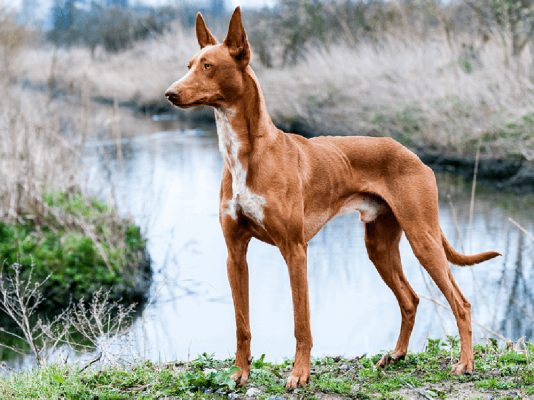 Pharaoh Hound