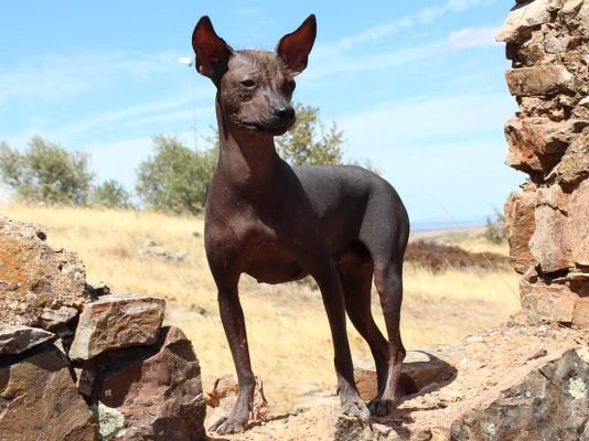 Peruvian Inca Orchid
