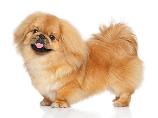 Pekingese