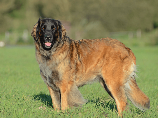 Leonberger