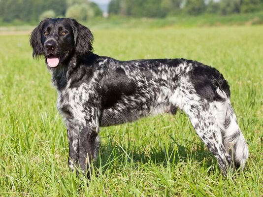 Large Munsterlander