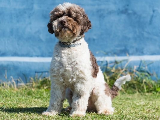 Lagotto Romagnolo