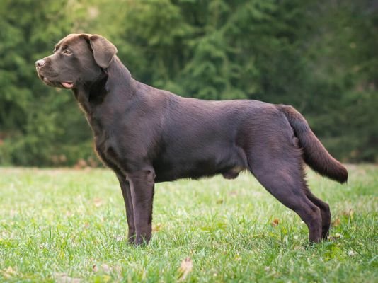 Labrador Retriever
