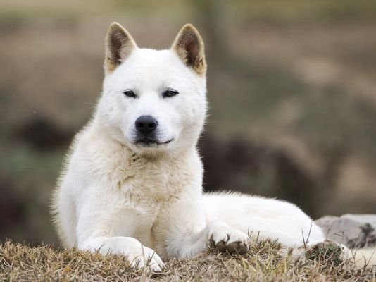 Korean Jindo