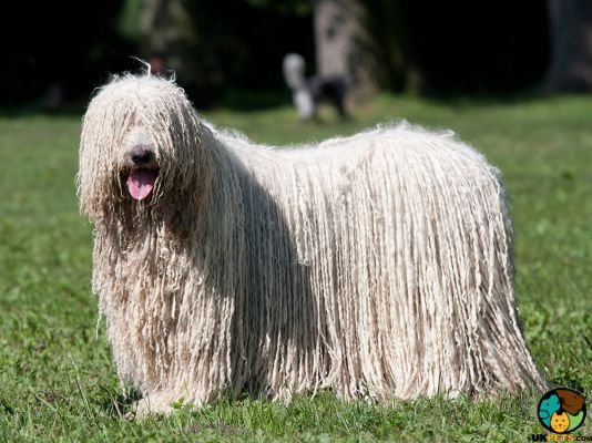 Komondor