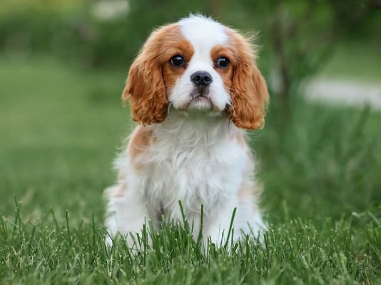 King Charles Spaniel