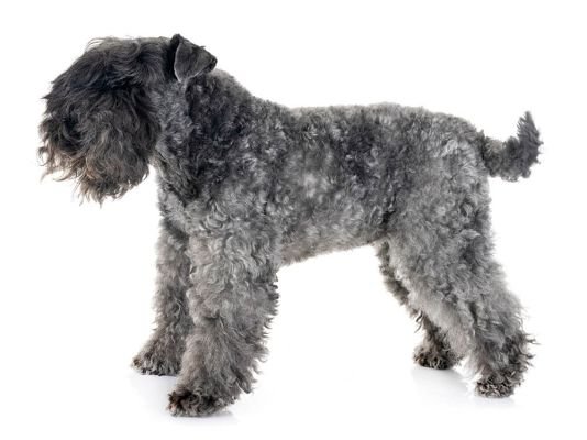Kerry Blue Terrier