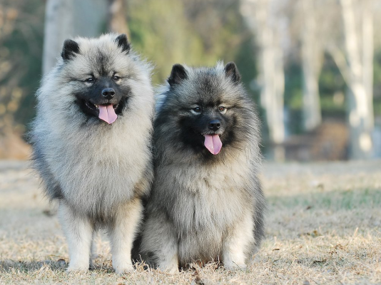 Keeshond