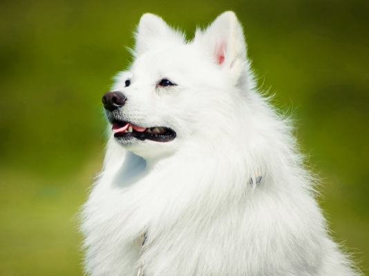 Japanese Spitz