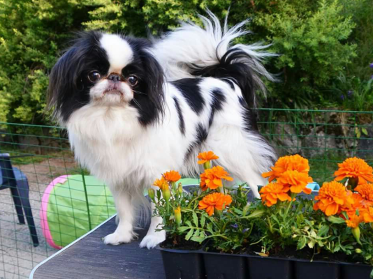 Japanese Chin