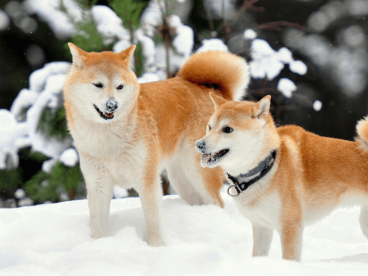Japanese Akita Inu
