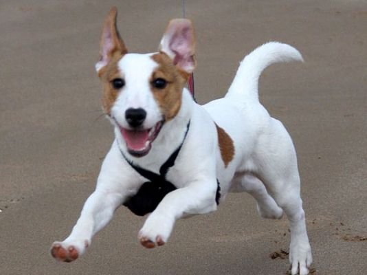 Jack Russell