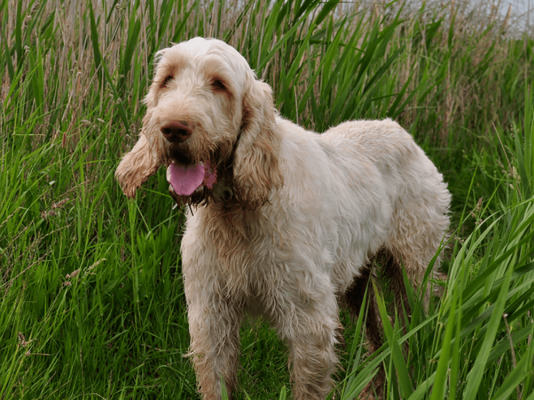 Italian Spinone